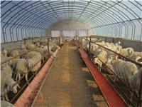 養殖溫室-養殖大棚-畜牧大棚