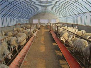 養殖溫室-養殖大棚-畜牧大棚