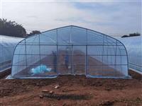 蔬菜種植棚-溫室大棚