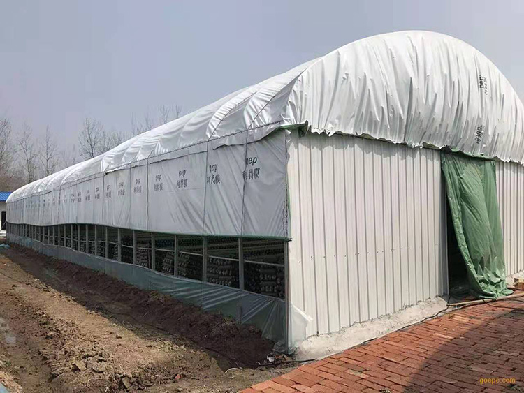 <strong>食用菌溫室大棚PEP綠白膜</strong>