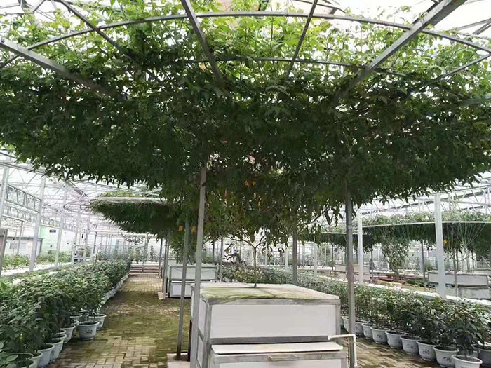 河北匯蕈<strong>玻璃溫室</strong>